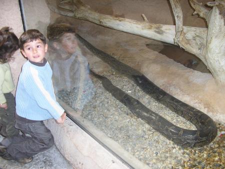 Anguille ou anaconda ??