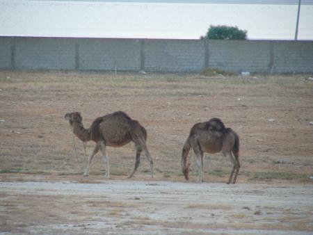 vue de notre chambre