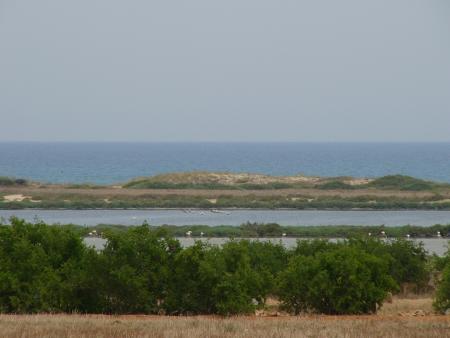 des flamands roses partout !!