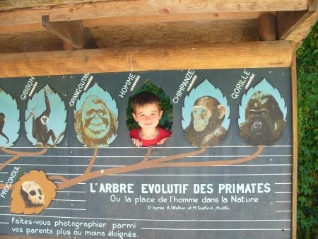 Le primate