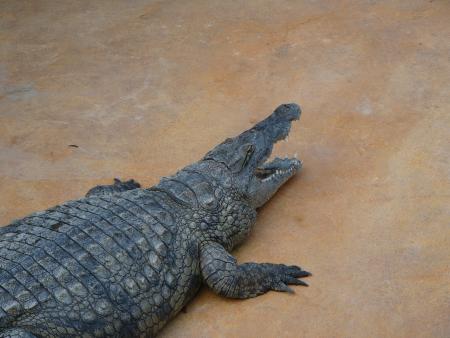 pas maigre le bestiot !!